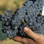 Vendemmia 2025: il Montecucco mette in archivio un’annata da ricordare per la qualità delle uve