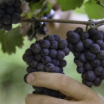 DOC Delle Venezie a Rive 2025