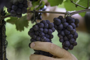 DOC Delle Venezie a Rive 2025