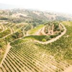 Vino: La Calabria del vino si racconta a Roma: le etichette della regione protagoniste della narrazione del territorio