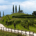 Arte e vino ridisegnano il paesaggio culturale italiano: a Verona il convegno scientifico nazionale di MetodoContemporaneo.