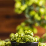 Birra: Ecco i vincitori di Harvest Beers 2025, il concorso Unionbirrai che celebra il luppolo appena raccolto