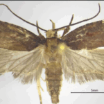 Biodiversità: una nuova specie di falena scoperta dal CREA nelle foreste della Calabria