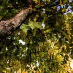 Spoleto DOC: ufficializzate le modifiche al disciplinare, verso l’ampliamento dell’areale