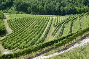 Santalucia 2024: presentata l’iniziativa solidale di Maculan e Fondazione Banca degli Occhi