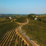 Il futuro del Monferrato nasce dal vino – Economia, società, paesaggio
