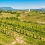 COLLIO EVOLUTION 2026: Svelato il vitigno protagonista della seconda edizione