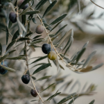 Olio: aspettando Flos Olei 2027 Tour, al via le iscrizioni per il prestigioso concorso internazionale annuale