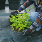 Vivaismo: dalla ricerca CREA soluzioni concrete e innovazioni per le imprese