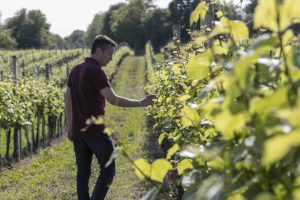 Con Vitevis Academy l’azienda investe sul Capitale Umano